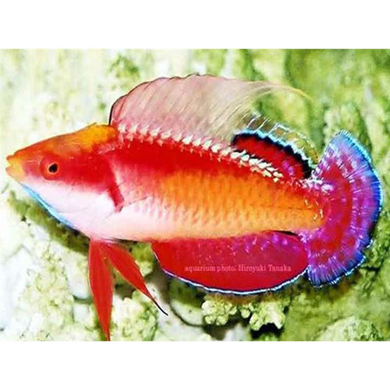 Cirrhilabrus tonozukai (Tono's Fairy Wrasse) - imagine 4